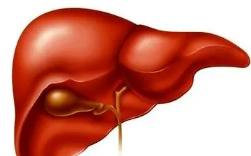 میوه‌ها و سبزیجات معجزه‌آسا برای کبد چرب را بشناسید