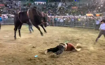 لحظات نفس گیر گاوبازی در سال 2018 + فیلم 