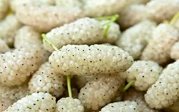  آشنایی با خواص شگفت‌انگیز این میوه نوبرانه بهاری