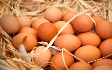 درمان سرطان با تخم‌مرغ‌