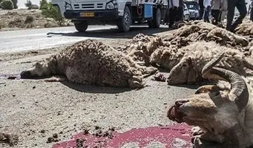 برخورد کامیون با گله احشام در جغتای 36 رأس گوسفند را تلف کرد
