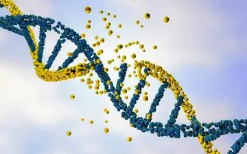 نبود این ژن باعث چاقی می‌شود

