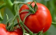  کاهش قیمت گوجه به ۳۶۰۰ تومان/ توزیع گسترده سیب‎زمینی در بازار