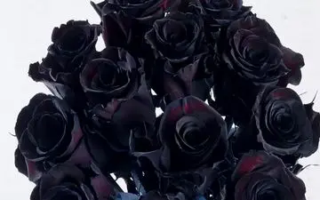 داماد بی معرفت اشک همه را در آورد!