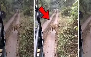 لحظه دلهره‌آور حمله ببر به گردشگران 