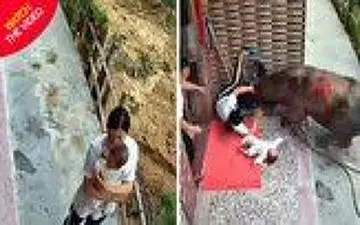     لحظه وحشتناک حمله گاو به زن خانه دار!/فیلم