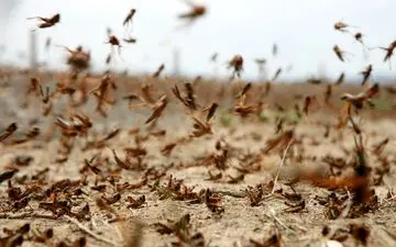  شکار بی‌رویه پرندگان عامل افزایش جمعیت ملخ‌ها در باغات اورامانات
