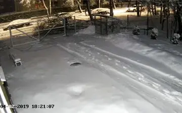 لحظه سقوط درخت تنومند روی یک مرد جوان +فیلم