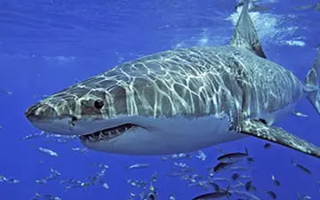 خراب شدن مسابقات موج سواری در آفریقا توسط یک کوسه+ فیلم