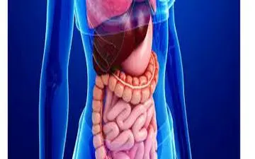 چگونه به سلامت دستگاه گوارش کمک کنید؟