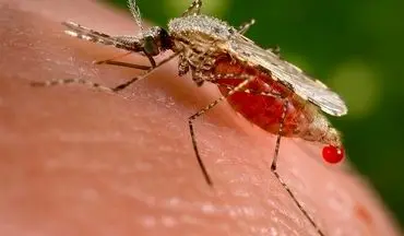  راهکارهایی برای پیشگیری از گزش پشه مالاریا