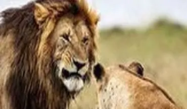 ویدیو|ترس باورنکردنی ۲ شیر بالغ از یک مرد میانسال!