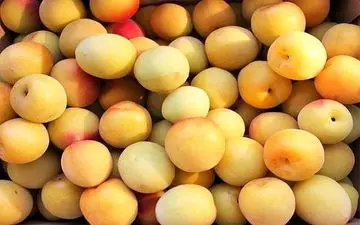 این میوه قاتل فشارخون و بیماری های قلبی 