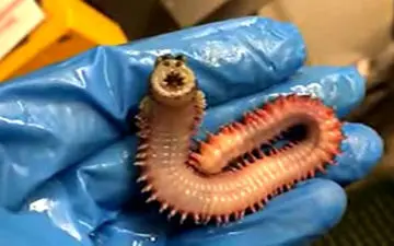 کرمی که فریاد می‌زند! + فیلم 