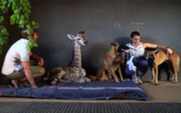 مراقبت یک سگ از زرافه یتیم