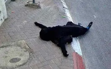 معمای مرگ زن 22 ساله در تهران / در خانه شوم چه گذشت؟! 