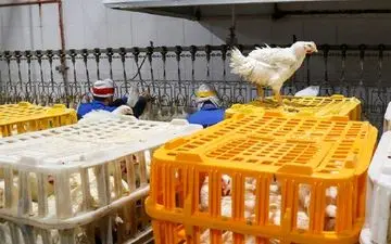 صاحب مرغ‌فروشی محل عرضه مواد مخدر در کرمانشاه دستگیر شد
