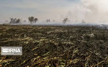 مهار آتش در تالاب انزلی پس از ۸ ساعت؛ عامل حریق عمدی دستگیر شد