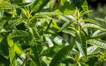 بهبود عملکرد مفصل‌ها با خوردن این دمنوش