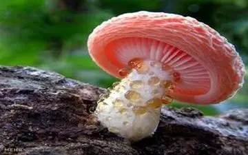 قارچ‌هایی سمی با ظاهری فریبنده

