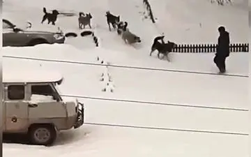 حمله وحشتناک ۸ سگ به یک عابر پیاده + فیلم