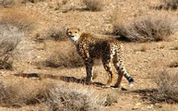 تازه‌ترین تصاویر ثبت شده از پوزپلنگ آسیایی در پارک ملی توران