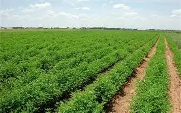 257 پرونده تغییر کاربری اراضی در کرمانشاه بررسی خواهد شد