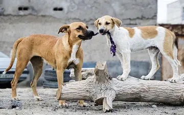 سگ های ولگرد کودک 4 ساله را خوردند