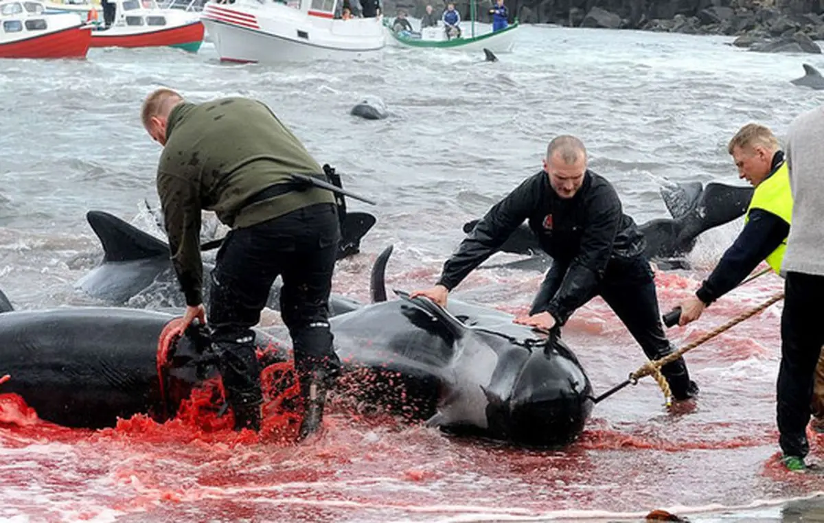سلاخی دردناک نهنگ های خلبان را در یک سنت بی رحمانه ببینید! +تصاویر 