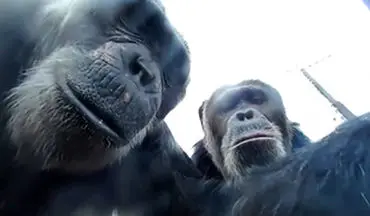 شامپانزه با شعور دسته سلفی را به صاحبش بازگرداند!