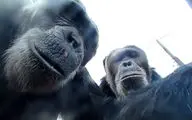 شامپانزه با شعور دسته سلفی را به صاحبش بازگرداند!