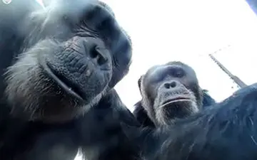 شامپانزه با شعور دسته سلفی را به صاحبش بازگرداند!