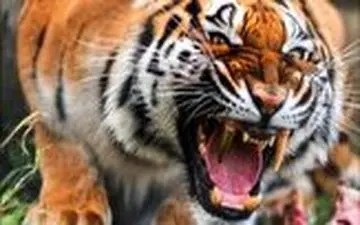 ویدیو|حمله غافلگیر کننده ببر خشمگین به یک زن