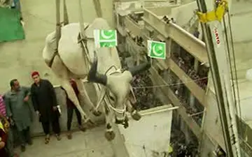 رسم عجیب مردم پاکستان برای عید قربان + فیلم 