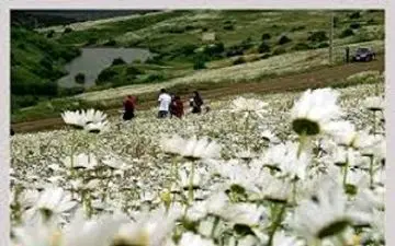 برگزاری جشنواره گل های بابونه در اردبیل+ فیلم