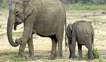 حمله فیل به روستاییان حین خارج کردن بچه فیل از چاله
