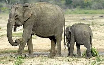 حمله فیل به روستاییان حین خارج کردن بچه فیل از چاله