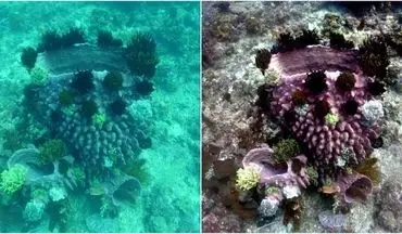 ابداع الگوریتمی برای ارتقای وضوح تصاویر ثبت شده از زیر آب