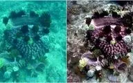 ابداع الگوریتمی برای ارتقای وضوح تصاویر ثبت شده از زیر آب