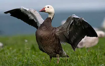 درگیری غاز شجاع با گله گاوها + فیلم