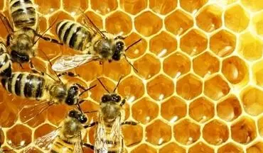 رئیس موسسه علوم دامی :
اصلاح نژاد ملکه به افزایش سه برابری تولید عسل در کشورانجامید