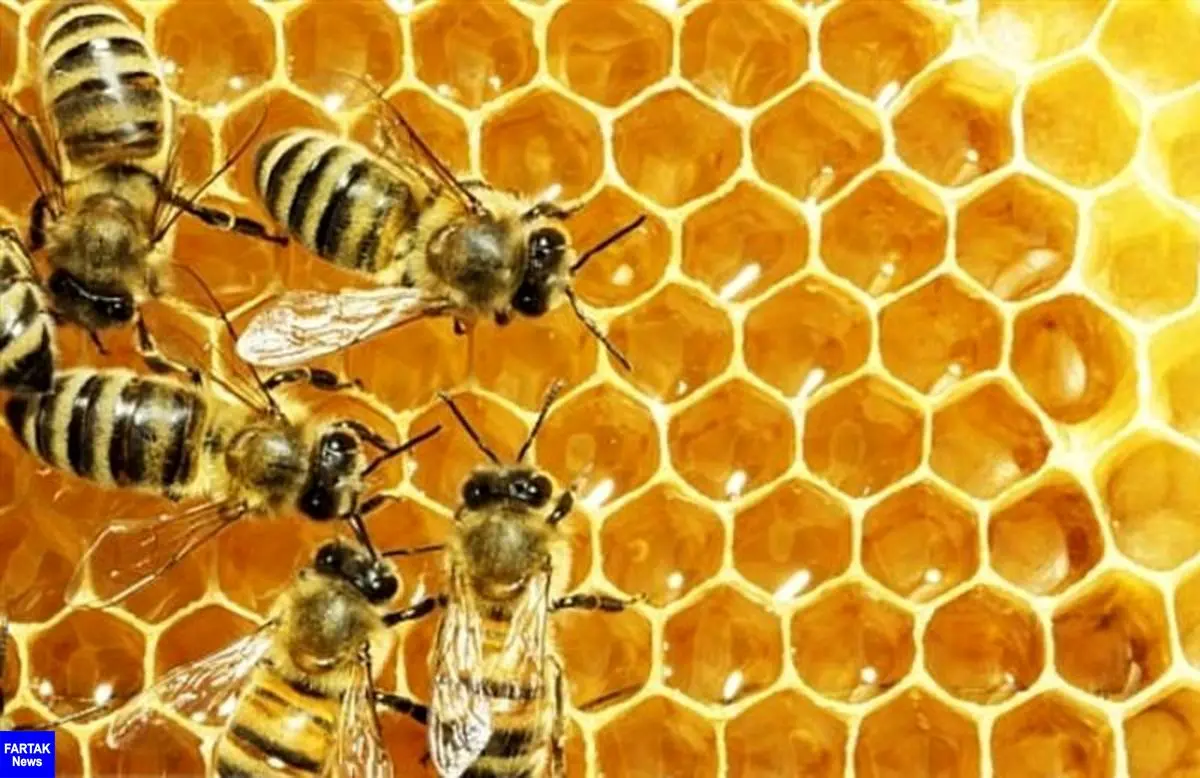 رئیس موسسه علوم دامی :
اصلاح نژاد ملکه به افزایش سه برابری تولید عسل در کشورانجامید