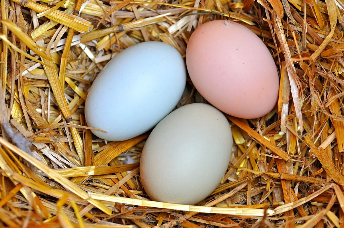 از ارتباط بین دیابت و تخم مرغ باخبر هستید؟
