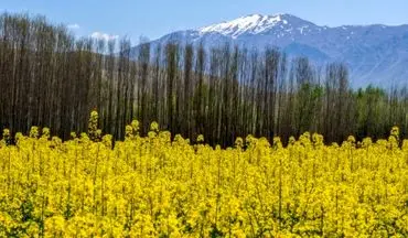 تولید کلزا ۲ برابر شد

