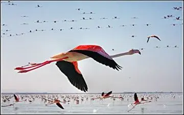 پرواز زیبای فلامینگوها بر فراز دریاچه زیبای ارومیه
