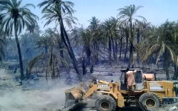 آتش‌سوزی 105 نخل خرمای دلگان را خاکستر کرد