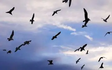 رفتار عجیب حیوانات قبل از وقوع زلزله واقعیت دارد؟