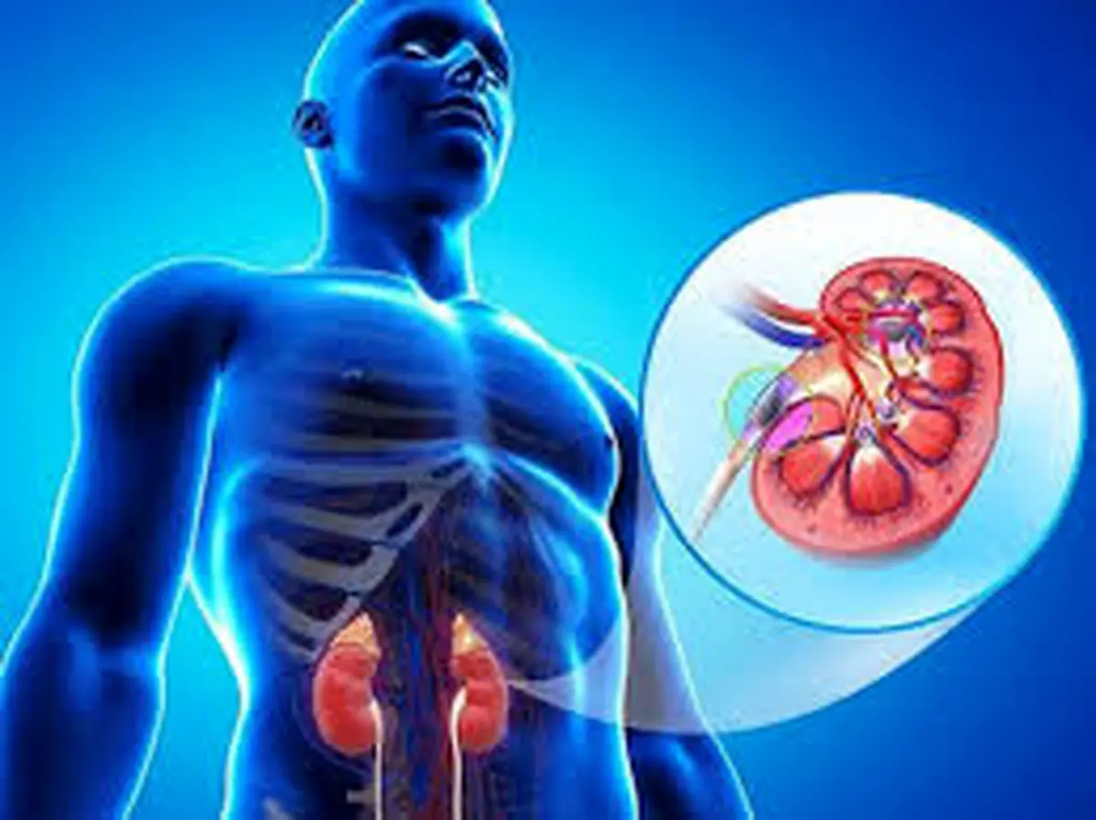 اگر نگران سلامت کلیه هایتان هستید این مطلب را بخوانید!