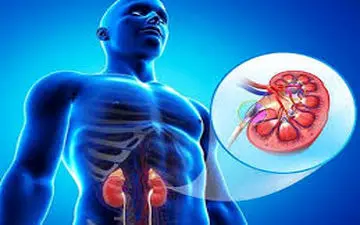 اگر نگران سلامت کلیه هایتان هستید این مطلب را بخوانید!