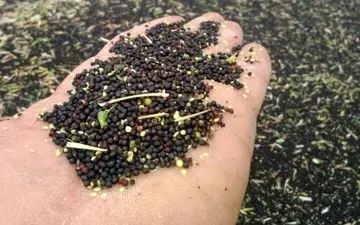 برآورد تولید ۳۰ هزار تن کلزا در استان کرمانشاه